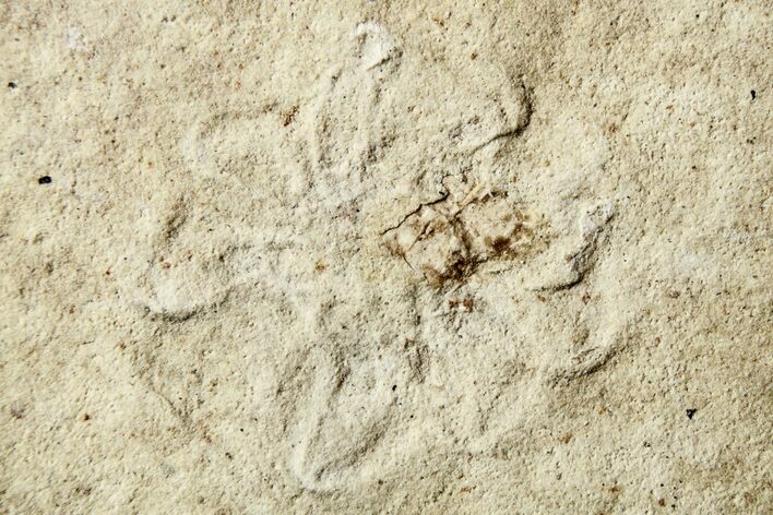Fossil Spider (Araneae) - Cereste, France #256326
